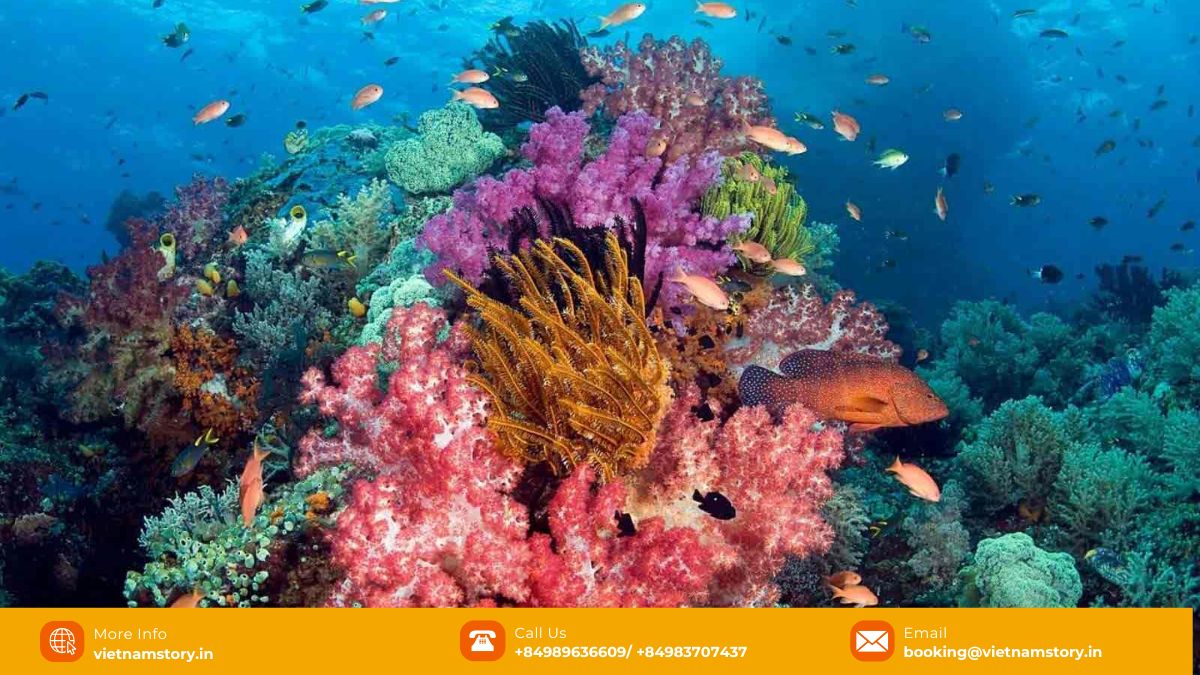 Scuba Diving in Vietnam: Unveiling an Underwater Paradise 11 Close-up of colourful coral reef in Phu Quoc, Vietnam