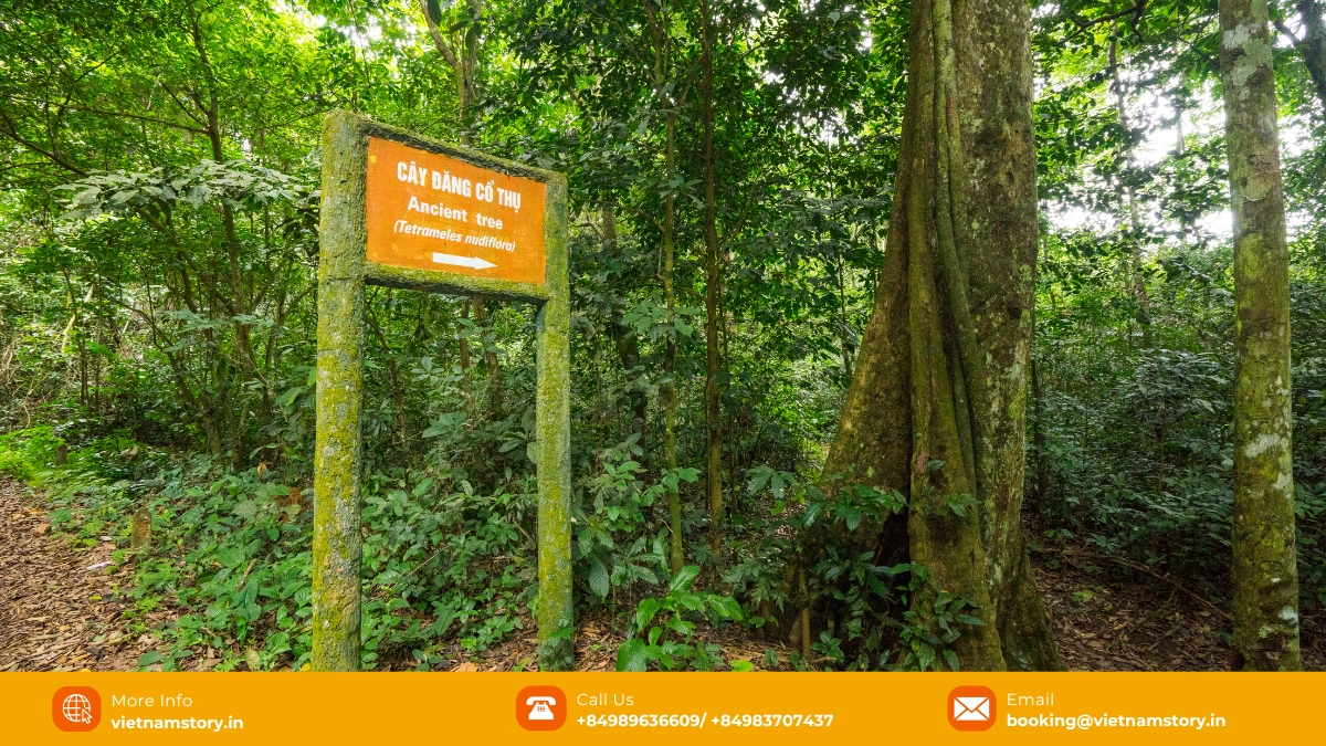 Cuc Phuong National Park Ninh Binh: A Must-Visit in Vietnam for Indian Nature Fans 2 Explore the mysterious caves like the Cave of Prehistoric Man to unearth various secrets from ancient eras