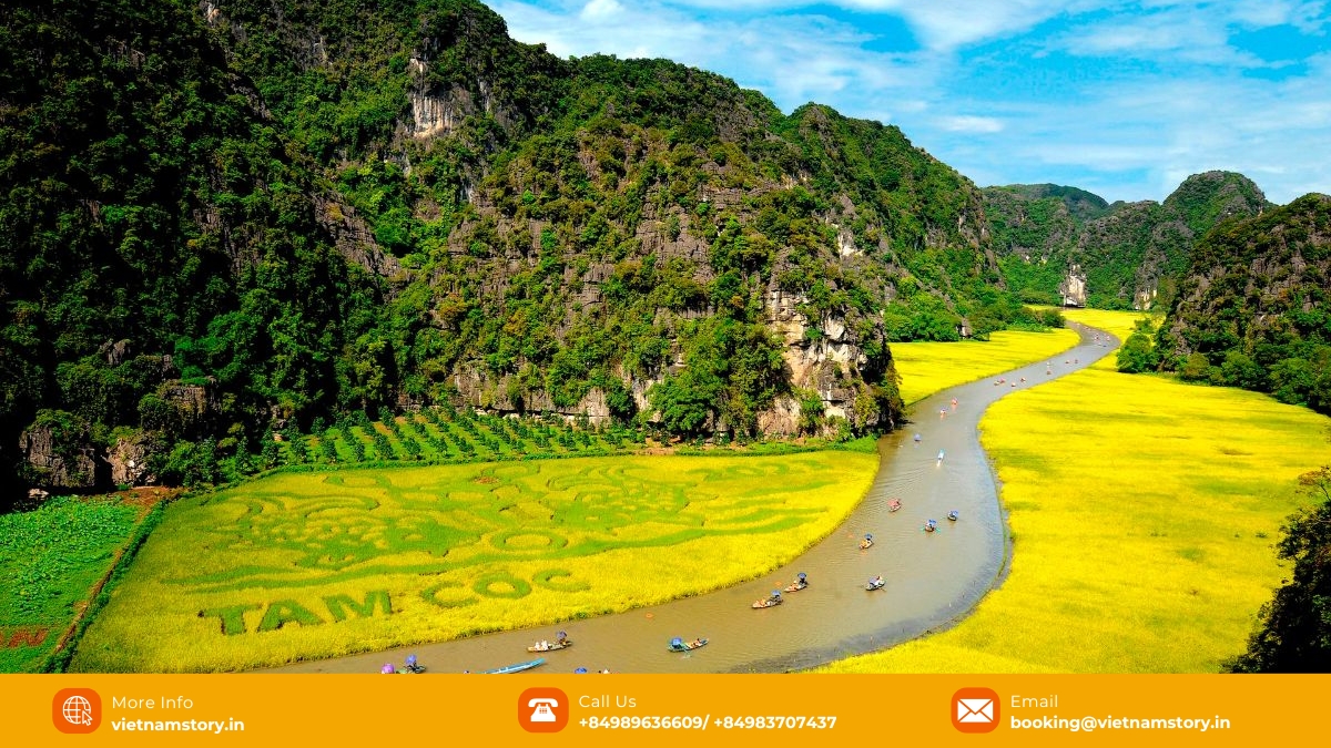 Tam Coc Ninh Binh: Your Ultimate Guide to Vietnam's "Halong Bay on Land" 5 Tam Coc Ninh Binh's rice fields showcasing seasonal beauty
