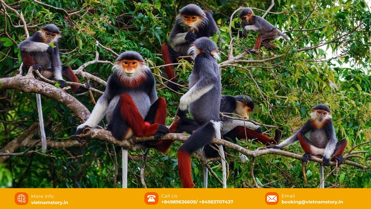 All areas of Cuc Phuong National Park, with its rich biodiversity including thousands of plant species, have something fascinating to offer All areas of Cuc Phuong National Park, with its rich biodiversity including thousands of plant species, have something fascinating to offer