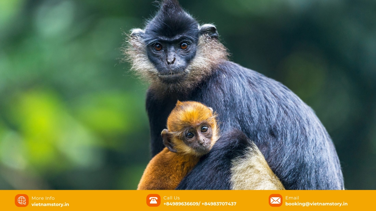 The primate rescue center is not just a rescue center, it is also a place of true healing for these creatures The primate rescue center is not just a rescue center, it is also a place of true healing for these creatures
