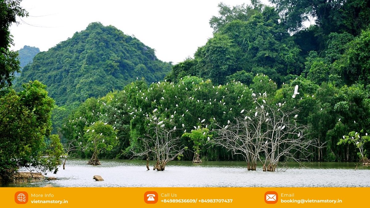 Thung Nham Bird Park - A nature lover's paradise in Ninh Binh 2 Thung Nham Bird Park, a natural wonderland for bird enthusiasts and nature lovers alike