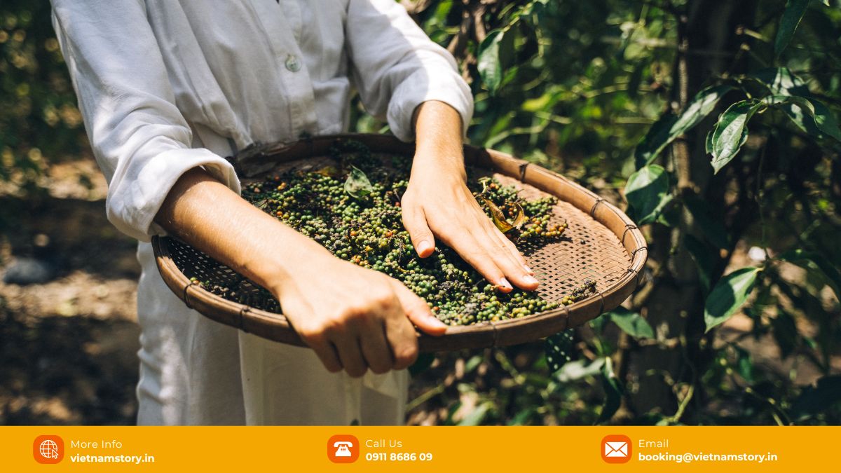 Beyond the beach: 13 unforgettable things to do in Phu Quoc 5 Visitors can experience the real-life daily routine of a pepper farmer