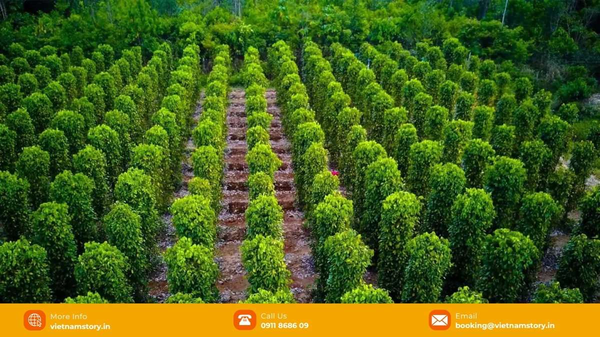 The ultimate guide to Shopping in Phu Quoc: What to buy and where to find it? 3 Phu Quoc pepper farm