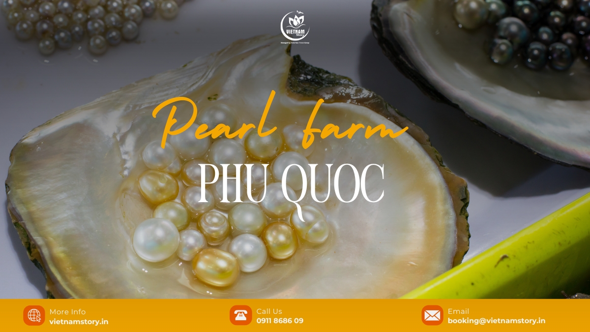 Pearl Farm Phu Quoc guide - How to buy an authentic pearl in Phu Quoc? 2 Phu Quoc pearl farms offer a diverse range of high-grade pearls