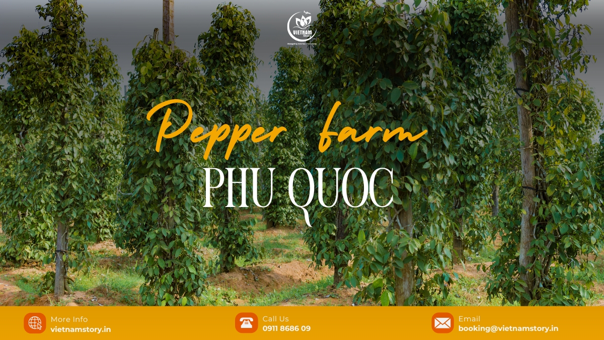 The ultimate Pepper Farms Phu Quoc Guide: A spice lover's journey 2 Phu Quoc pepper farms provide an intriguing window into the island's agriculture and a chance to know the secrets of pepper cultivation on this island.