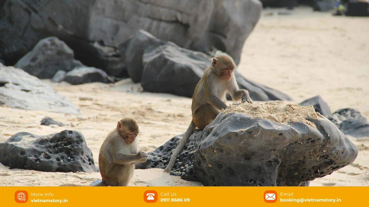 The Emerald Secret: An Expert’s Guide To The Best Things To Do In Lan Ha Bay For Indian Travelers 5 Monkey on Monkey Island