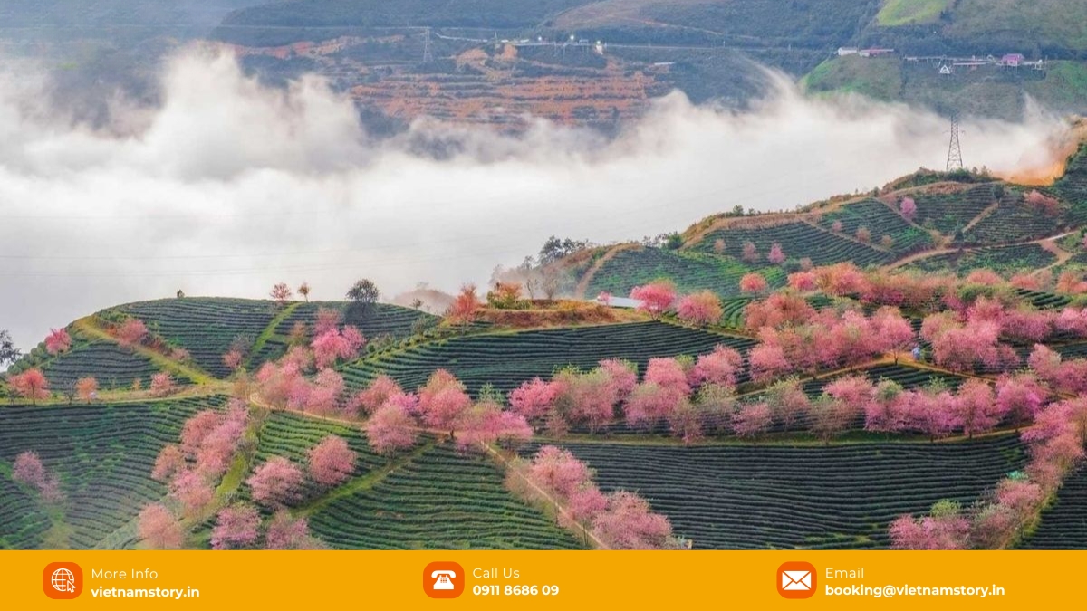 The King of Northwest Vietnam: A Insider Guide to Every O Quy Ho Pass Scenic Stop for Indian Travelers 5 View from O Quy Ho Pass Scenic Stop