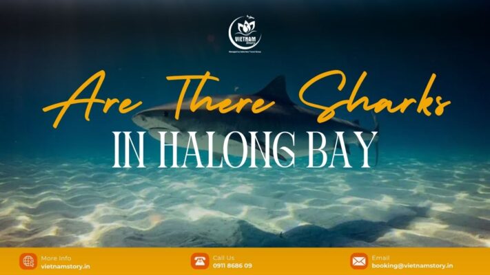 There are no sharks in Halong Bay that pose a threat to tourists.